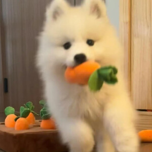 毛绒绒
