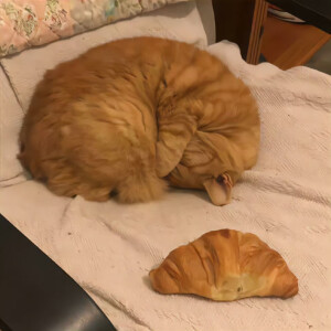 毛绒绒