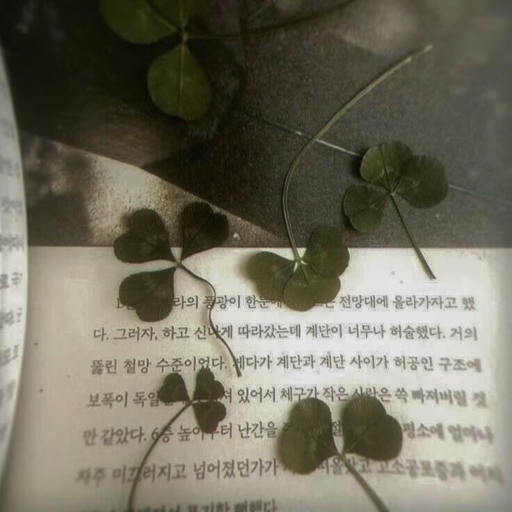 四叶草
