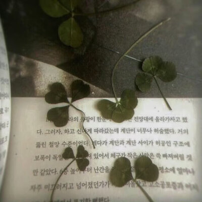 四叶草