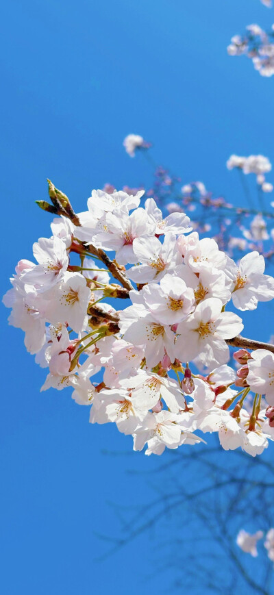 花儿