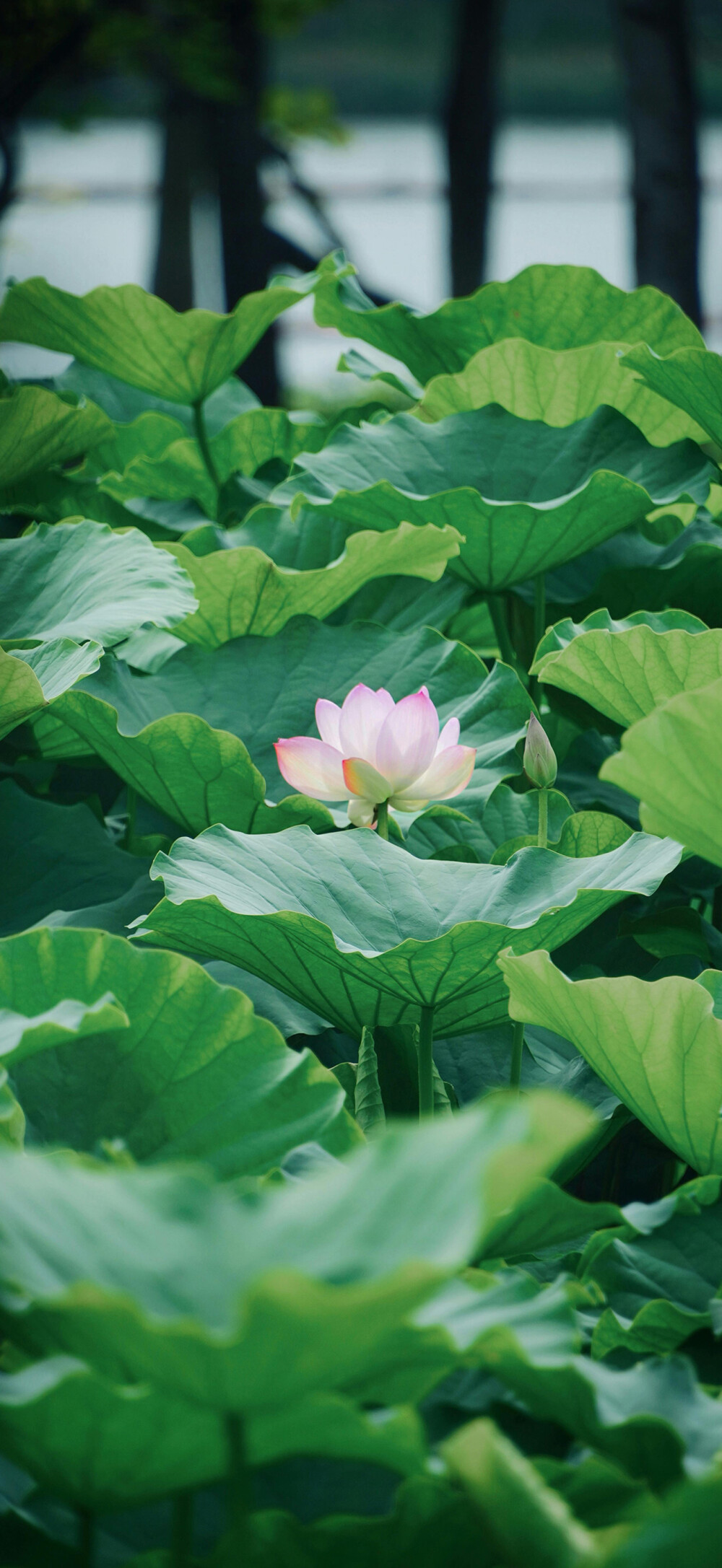花儿