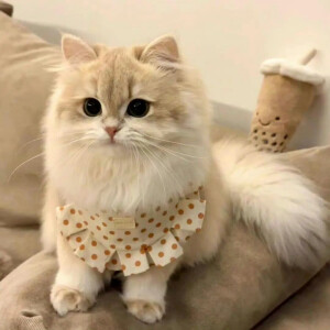 毛绒绒