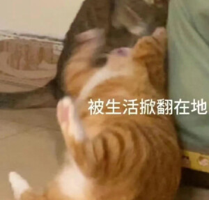 毛绒绒