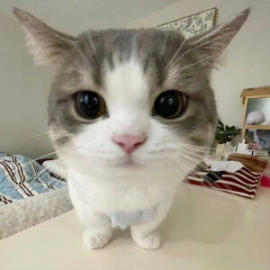 毛绒绒