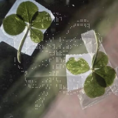 四叶草