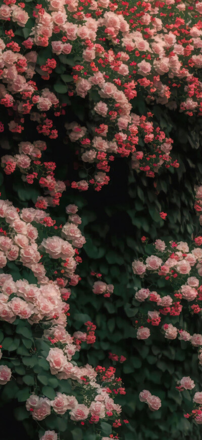 花儿