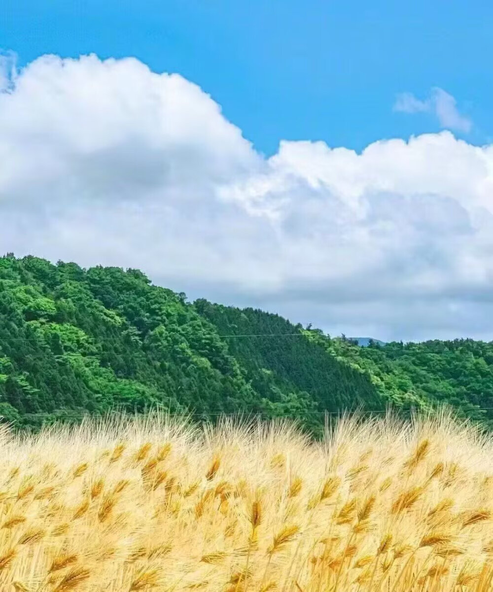 夏天风景