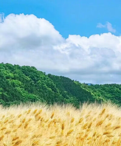 夏天风景