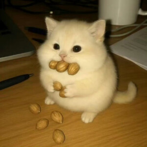 毛绒绒