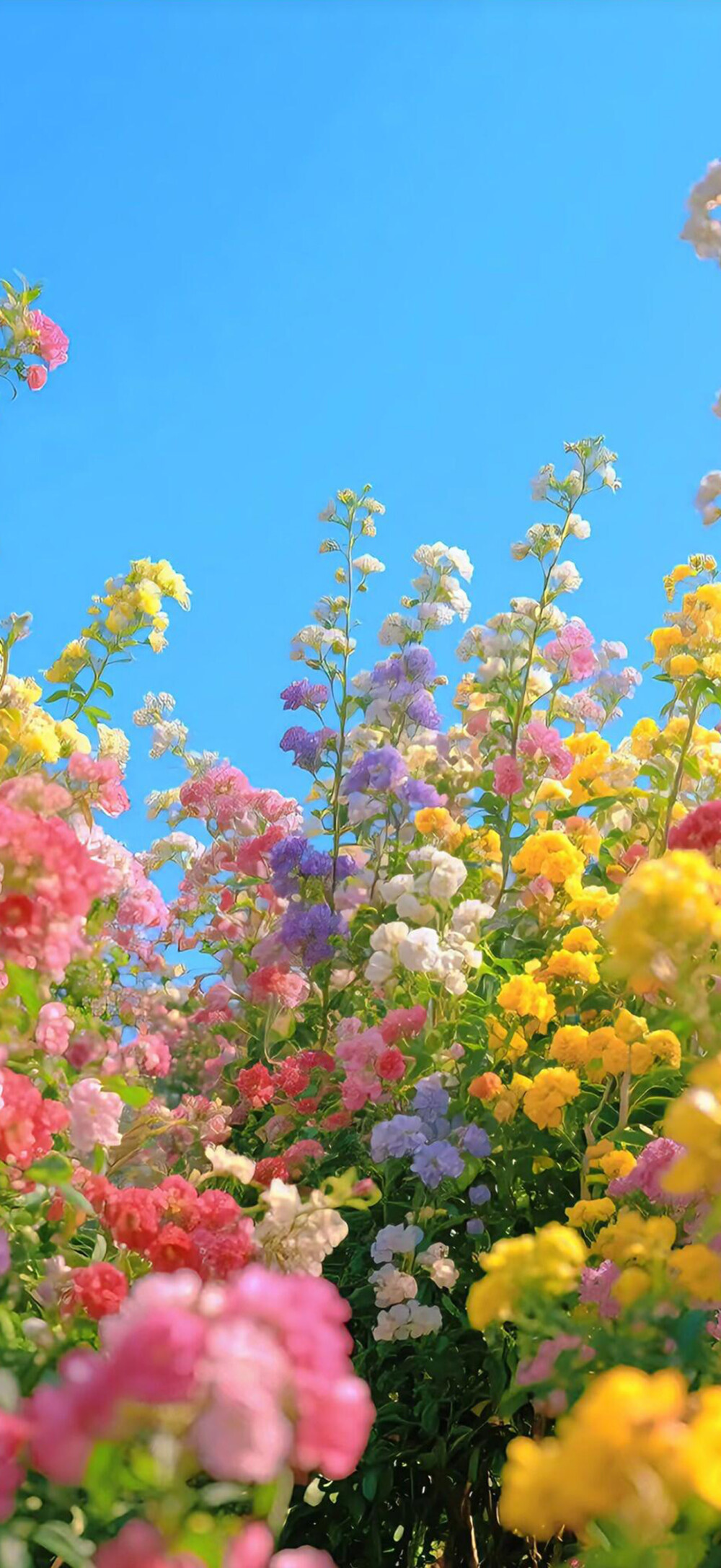 花儿