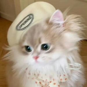 毛绒绒