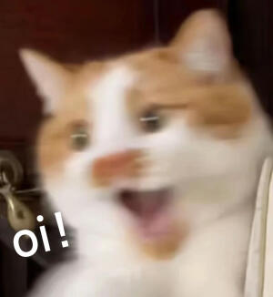毛绒绒