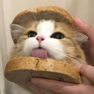 毛绒绒