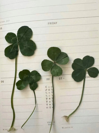 四叶草