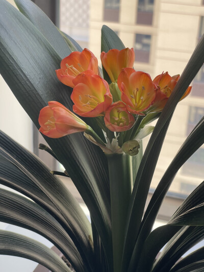 花花又反季开咯（真叛逆）