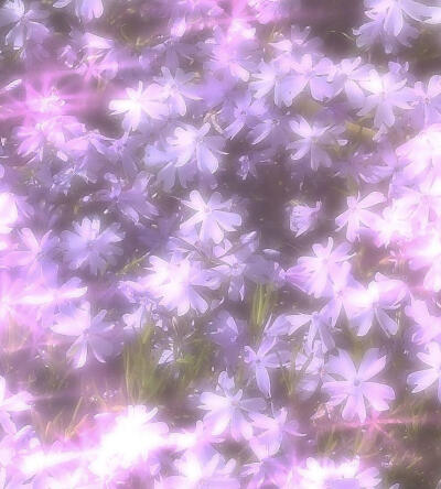 紫色系