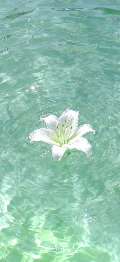 壁纸
