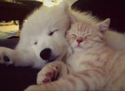 猫狗贴贴