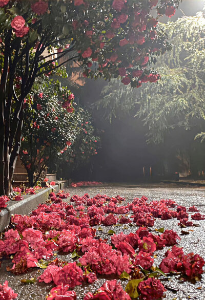 山茶花背景图