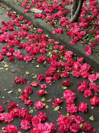 山茶花背景图