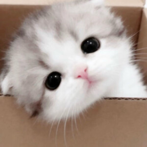(ˊo̴̶̷̤  ̫ o̴̶̷̤ˋ)