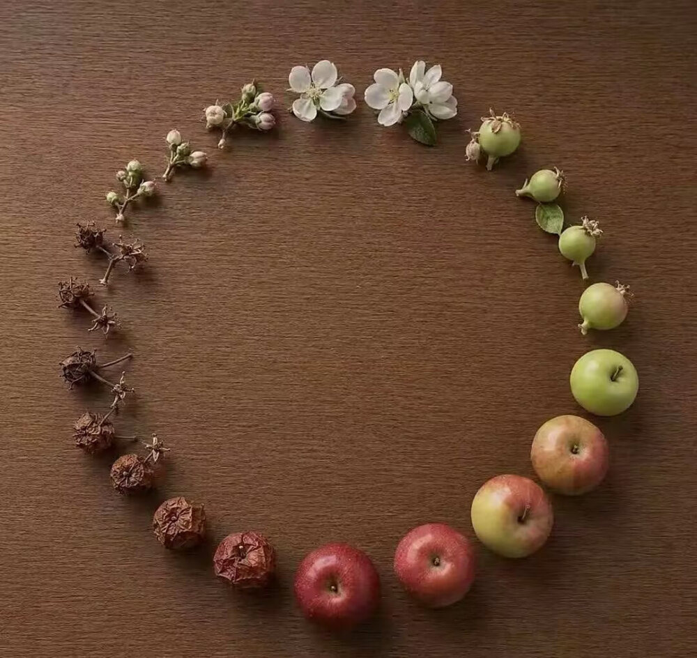 从开花到腐烂 是生命的闭环