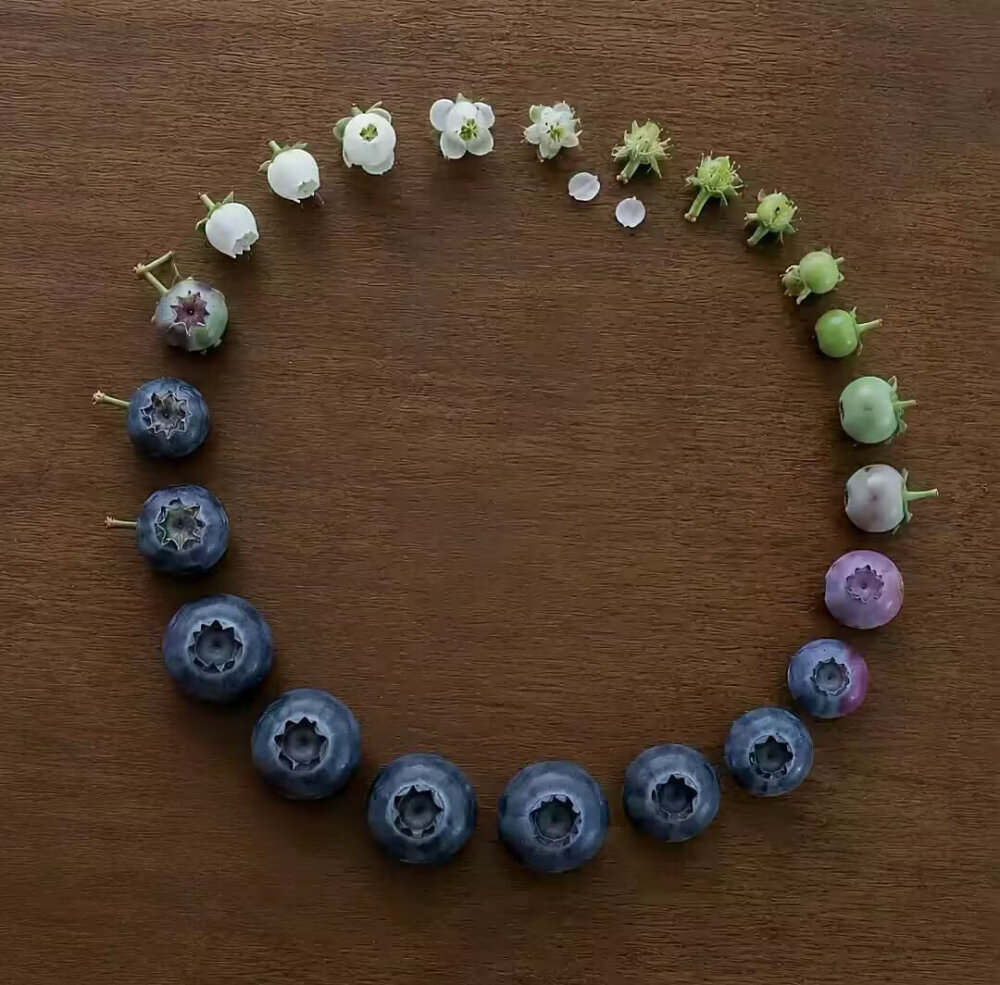 从开花到腐烂 是生命的闭环