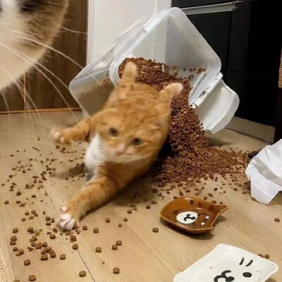 猫咪