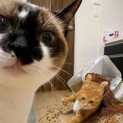猫咪
