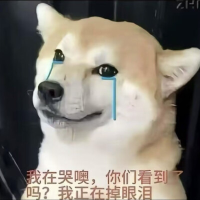 不要lm的你用我截的调的卢姆ai图啥意思?