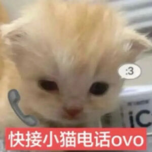 猫猫表情包