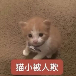 猫猫表情包