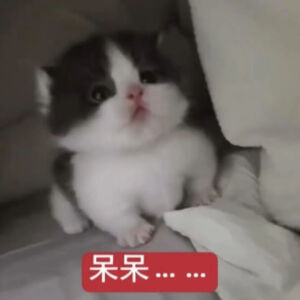 猫猫表情包