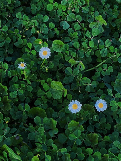日常
芦苇荡