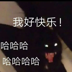 猫猫表情包