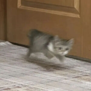 猫猫表情包