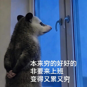 负鼠表情包