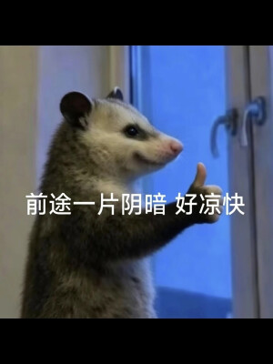 负鼠表情包
