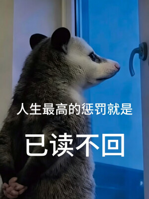 负鼠表情包