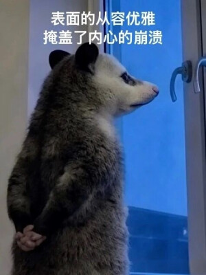 负鼠表情包