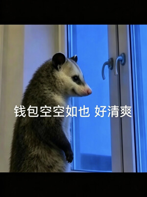 负鼠表情包