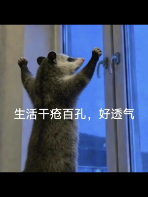 负鼠表情包