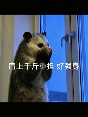 负鼠表情包