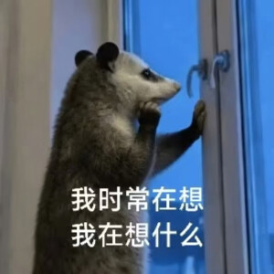 负鼠表情包