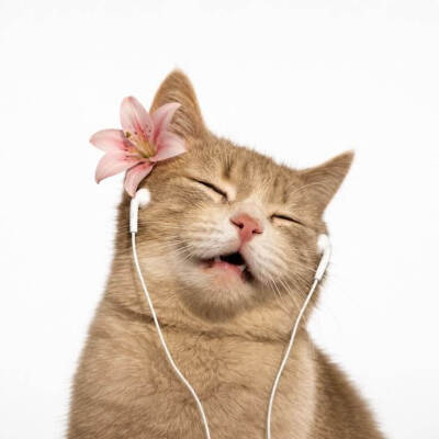小猫听音乐白底头像