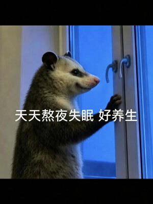 负鼠表情包