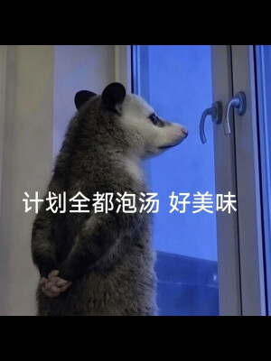 负鼠表情包