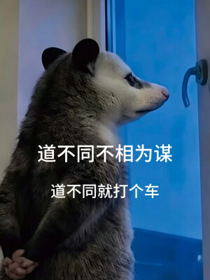 负鼠表情包