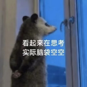 负鼠表情包